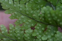 Dryopteris chinensis