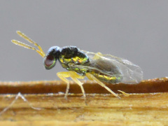 Mesopolobus