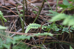 Dryopteris chinensis
