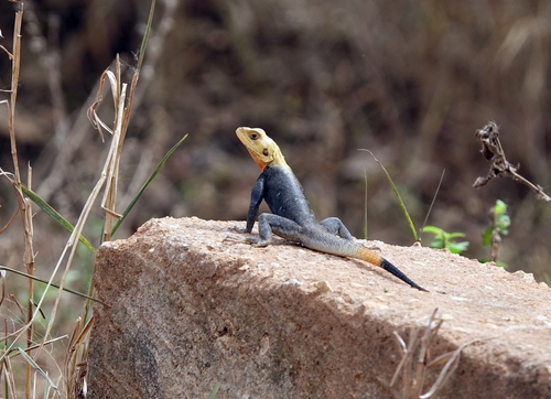 Peters's Rock Agama