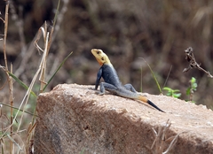 Agama picticauda