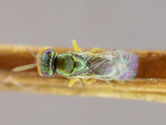 Mesopolobus