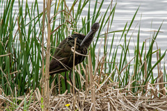 Plegadis falcinellus