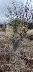 Yucca elata