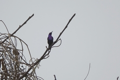 Cinnyris coccinigastrus