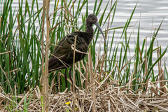 Plegadis falcinellus