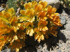 Tropaeolum polyphyllum