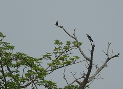 Coracias cyanogaster