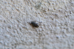 Stygnocoris