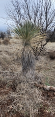 Yucca elata