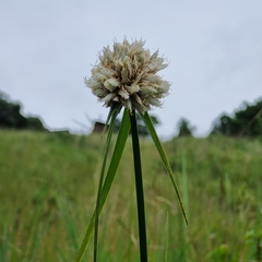 Cyperus niveus leucocephalus