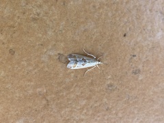 Syntonarcha iriastis