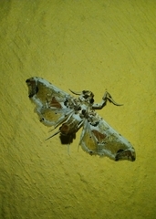 Neoleucinodes