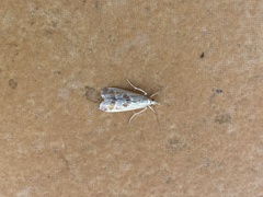 Syntonarcha iriastis