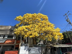 Roseodendron donnell-smithii