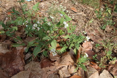 Arabidopsis arenosa