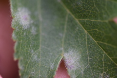 Podosphaera clandestina