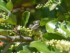 Parcella amarynthina