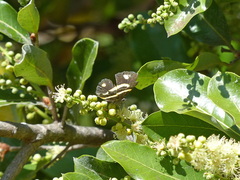 Parcella amarynthina