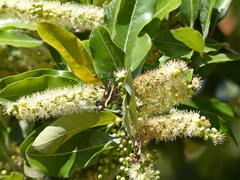 Parcella amarynthina