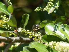 Parcella amarynthina
