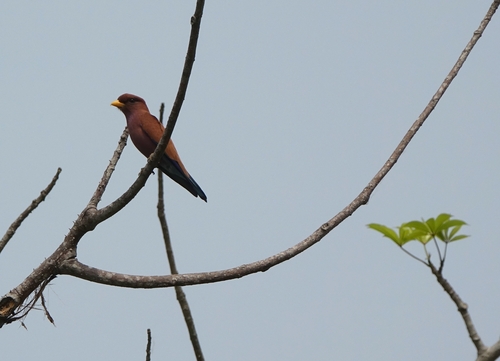 Broad-billed Roller