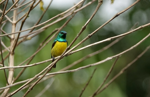 Collared Sunbird