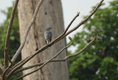 Kaupifalco monogrammicus