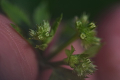 Sanicula chinensis