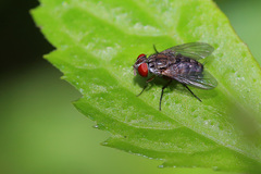 Miltogramminae