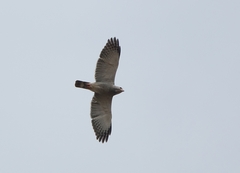 Kaupifalco monogrammicus