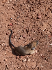 Rattus rattus