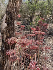 Kalanchoe laetivirens