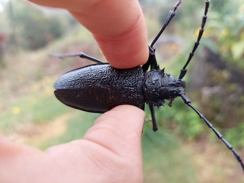Psalidognathus modestus