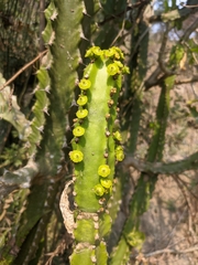 Euphorbia royleana