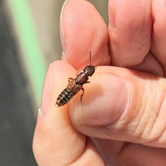 Platydracus cinnamopterus