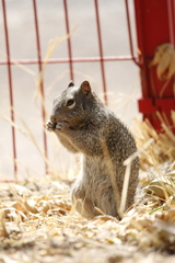 Otospermophilus variegatus