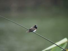 Lonchura leucogastroides