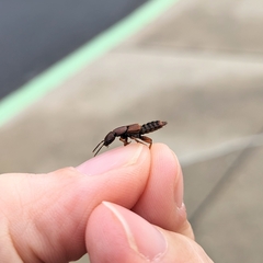 Platydracus cinnamopterus