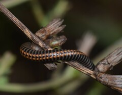 Ommatoiulus sabulosus