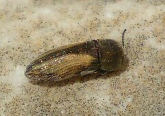 Acmaeoderella jonica