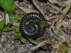 Ommatoiulus sabulosus