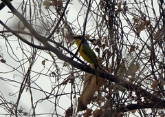 Telophorus sulfureopectus