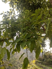 Ficus racemosa