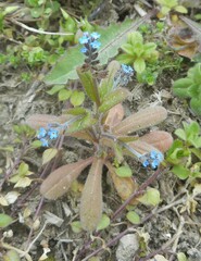 Myosotis