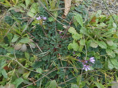 Erodium cicutarium