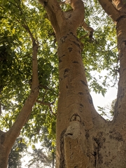 Ficus racemosa