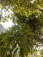 Ficus racemosa