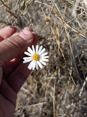 Symphyotrichum moranense
