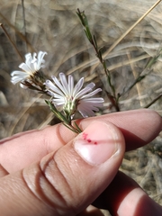 Symphyotrichum moranense